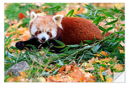 Naklejka na ścianę Red panda