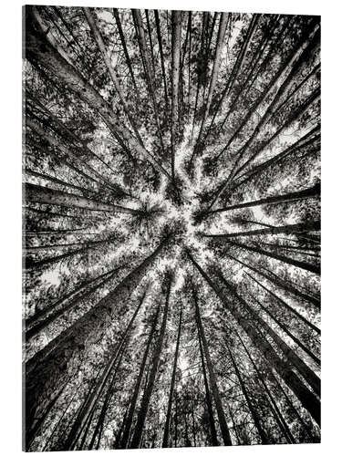 Acrylic print Tall pines