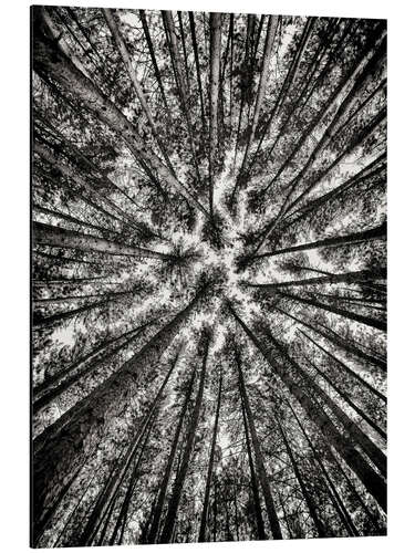 Aluminium print Tall pines