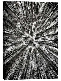 Canvas print Tall pines