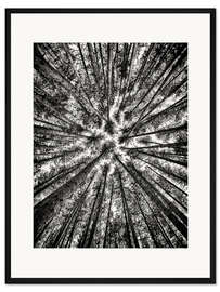 Gerahmter Kunstdruck Hohe Kiefern