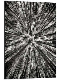 Magnettafel Hohe Kiefern