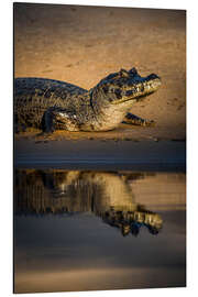 Aluminium print Yacare caiman