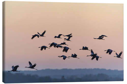 Canvastavla Gray cranes