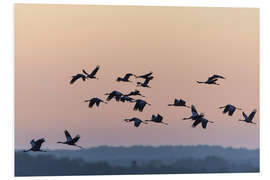 Foam board print Gray cranes