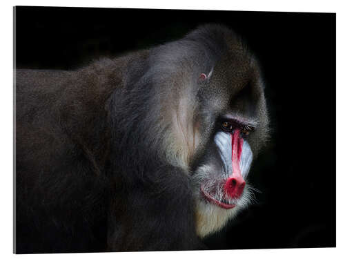 Tableau en verre acrylique Mandrill-2