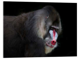 Tableau en verre acrylique Mandrill-2