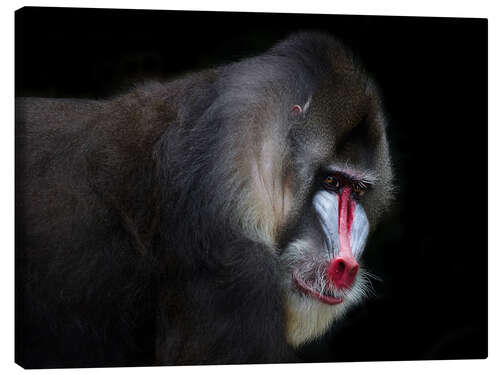 Lienzo Mandrill-2