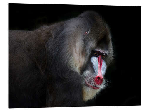 Galleriprint Mandrill-2