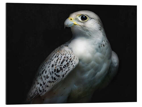 Aluminium print Gyrfalcon portrait II