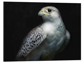 Quadro em alumínio Gyrfalcon Portrait II