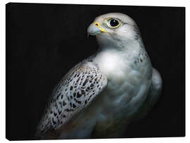 Canvas print Gyrfalcon portrait II