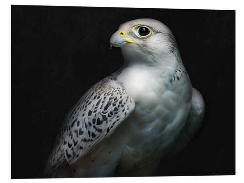 Foam board print Gyrfalcon portrait II