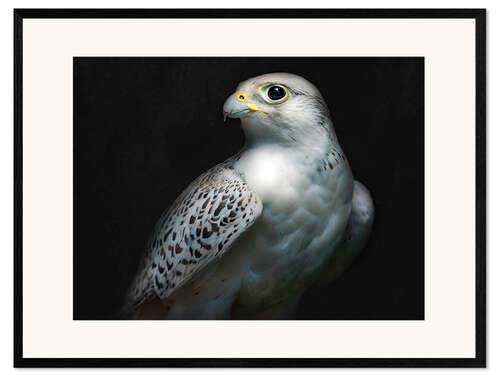 Framed art print Gyrfalcon portrait II