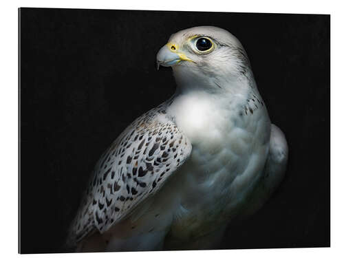 Quadro em plexi-alumínio Gyrfalcon Portrait II