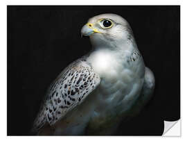 Naklejka na ścianę Gyrfalcon Portrait II