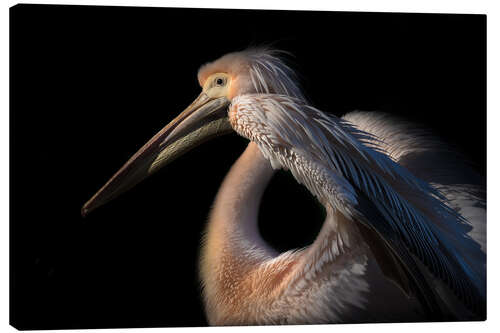 Canvas-taulu The pelican philosopher ...