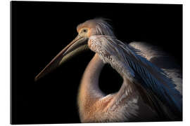 Gallery print The pelican philosopher ...