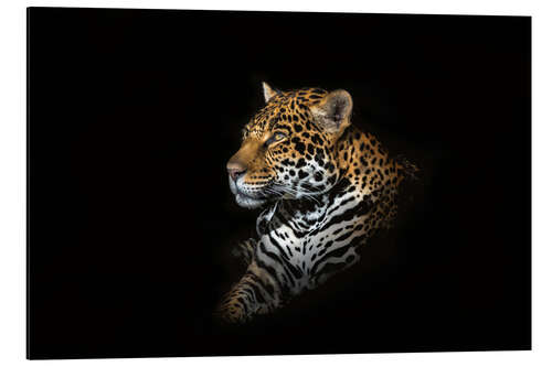 Aluminium print Jaguar portrait