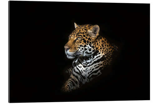 Galleriataulu Jaguar portrait