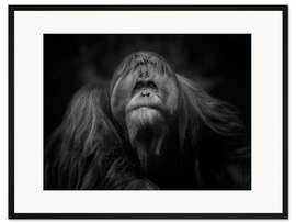 Gerahmter Kunstdruck Der König des Territoriums