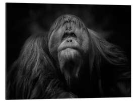 Magnettafel Der König des Territoriums