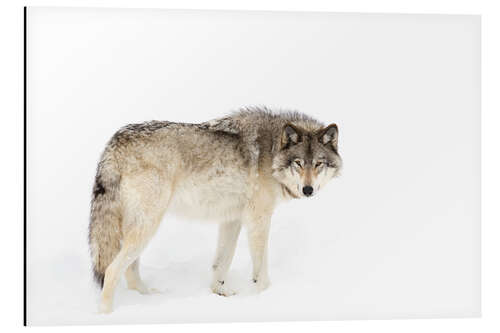 Tableau en aluminium Le loup des bois erre dans la neige