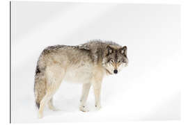 Gallery print Timber wolf wanders through the snow