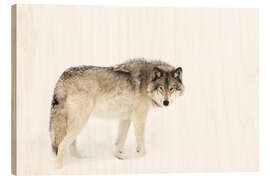 Wood print Timber wolf wanders through the snow