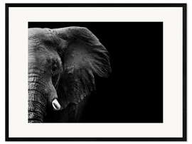 Framed art print Elephant