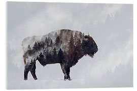 Acrylglasbild Bison - Doppelbelichtung