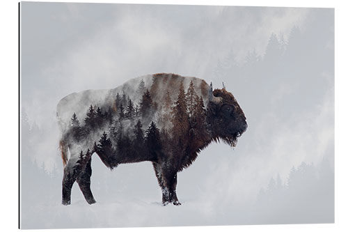 Gallery print Bison - double exposure