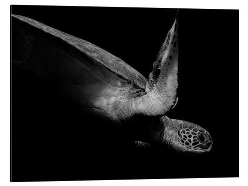 Cuadro de aluminio Retrato de una tortuga marina