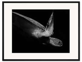 Gerahmter Kunstdruck Porträt einer Meeresschildkröte