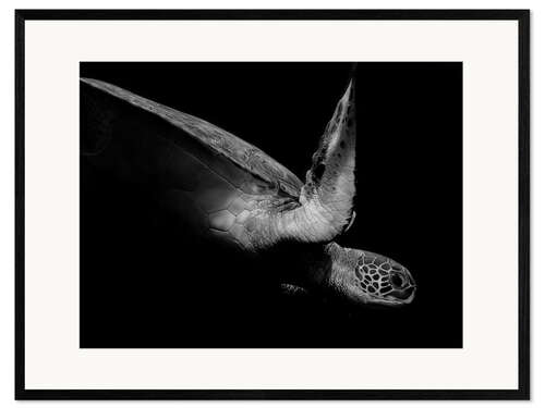 Impresión de arte enmarcada Retrato de una tortuga marina