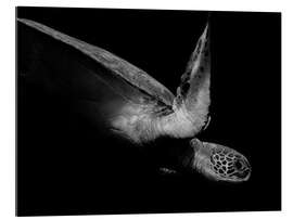 Gallery print Portrait of a sea turtle