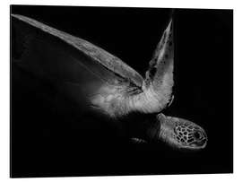 Magnettafel Porträt einer Meeresschildkröte