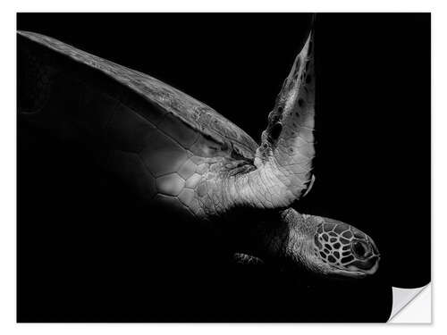 Muursticker Portrait of a sea turtle