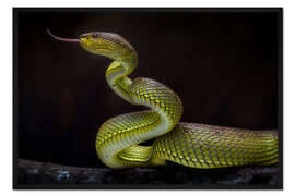 Gerahmter Kunstdruck Gruselige grüne Viper