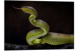 Gallery print Creepy green viper