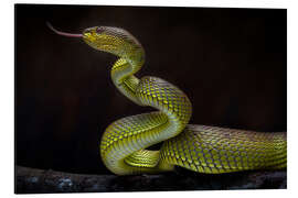 Magnettafel Gruselige grüne Viper