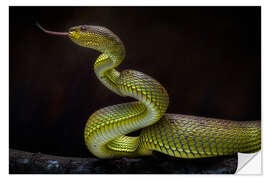 Selvklebende plakat Creepy green viper