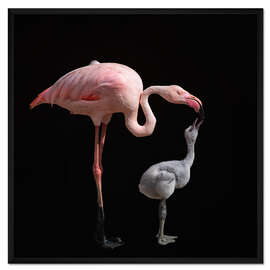 Gerahmter Kunstdruck Rosa werden