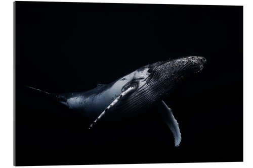 Gallery print Black whale