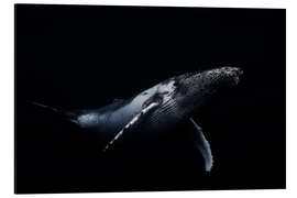 Magnettafel Schwarzer Wal