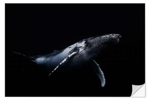 Selvklebende plakat Black whale