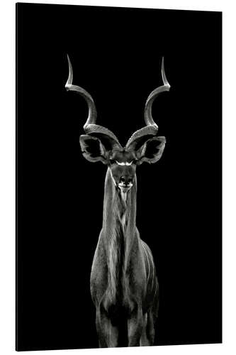 Aluminium print Great kudu