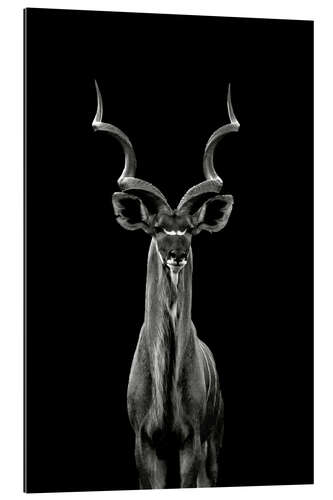 Gallery print Great kudu