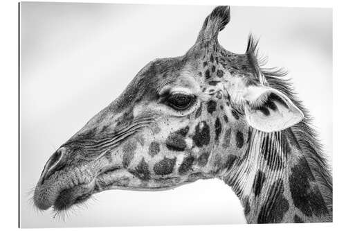 Gallery Print Massai-Giraffe