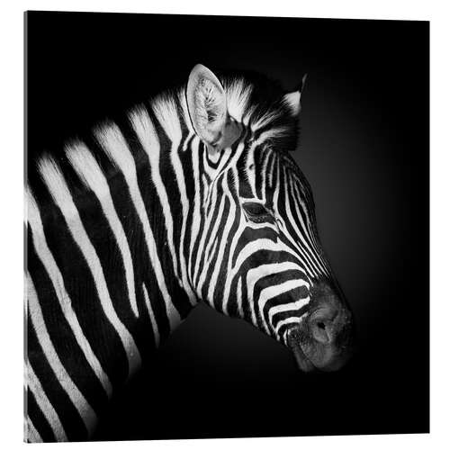 Acrylic print Zebra